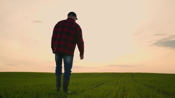 An Elderly Business Farmer in a Field in the Sunlight at Sunset Inspects a Green Face alt