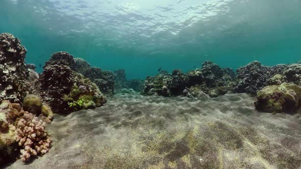 Coral Reef and Tropical Fish alt