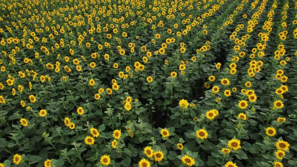 Drone Video of Sunflower Field