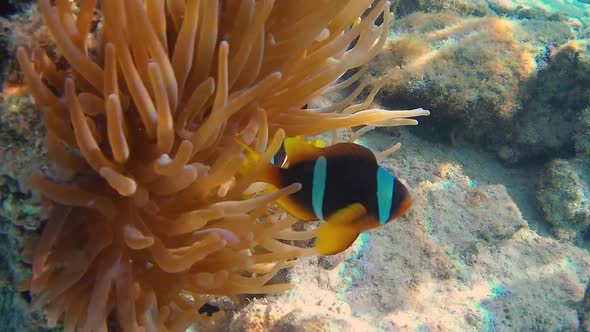 Clownfishes In Anemones