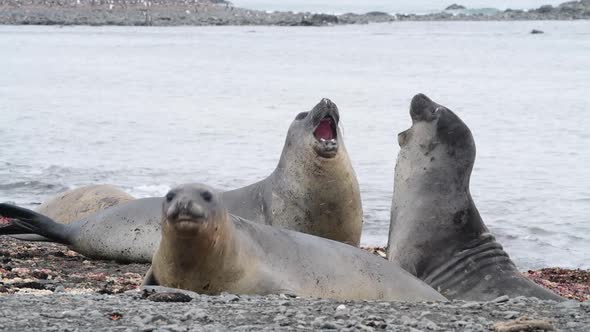 Elephant Seal Close Up in Antarctica