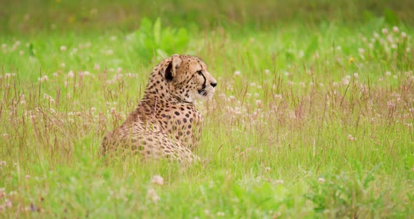 Alert Cheetah Lying on Field in Forest