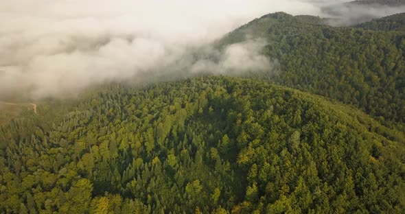 Aerial View To the Foggy Morning Carpathian Forest in Ukraine
