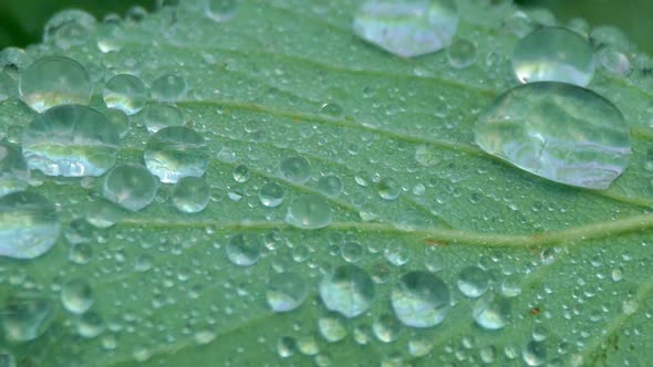 Close-up, Raindrops Falling on a Green Leaf. Streams of Water Flow Down the Sheet alt
