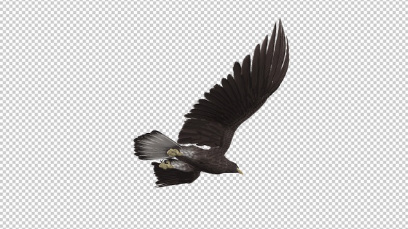 Eurasian White-tailed Eagle - Flying Loop - Down Angle View