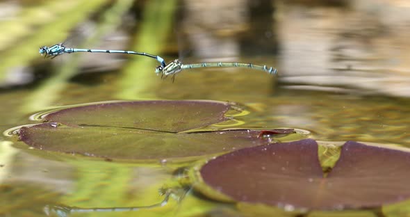 matting dragonfly, Coenagrion hastulatum alt