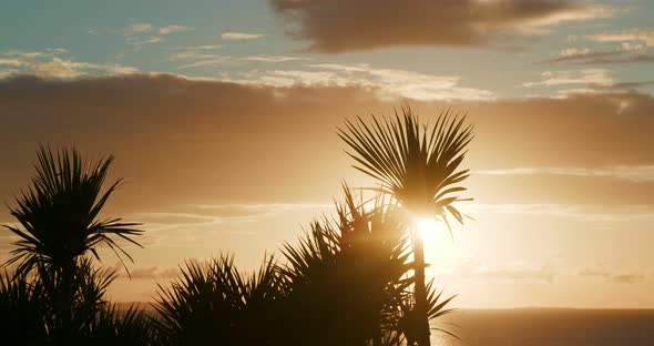Sunset with tree and sky alt