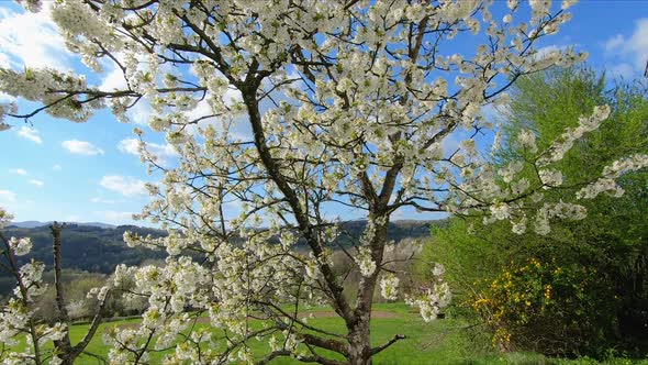 Blossoming cherry tree in spring, full with white flowers. Shot at 50 fps. alt