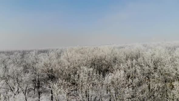 Trees In The Winter Morning