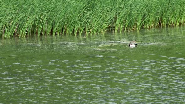 Mallard male and dappled female duck swimming