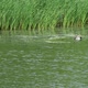 Mallard male and dappled female duck swimming - VideoHive Item for Sale