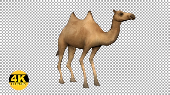 Camel Posing