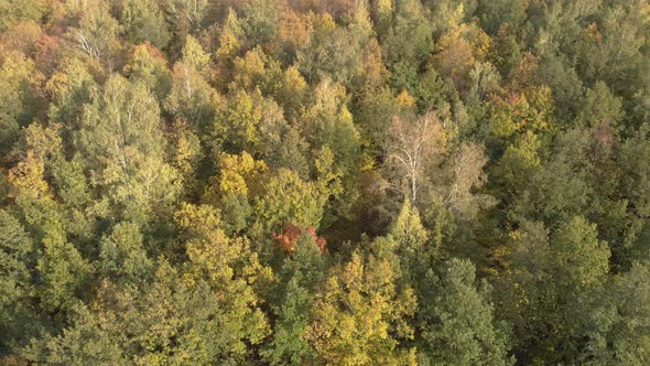 Autumn Leafy Forest In From Above alt