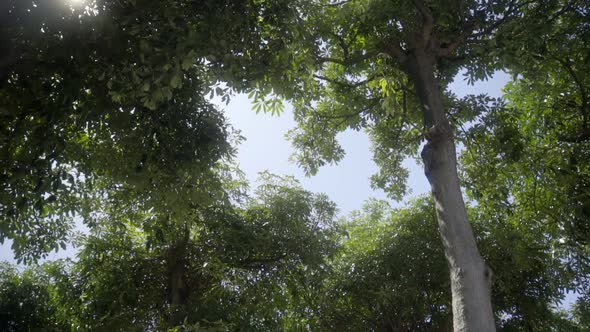 The View To Look Up In The Forest alt