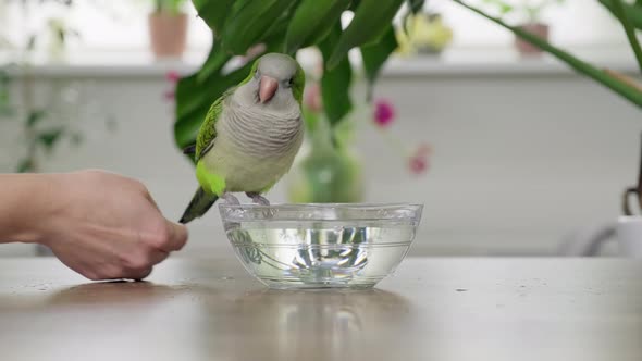 A Young Green Quaker Parrot Drinks Water and Bathes with a Glass Bowl alt