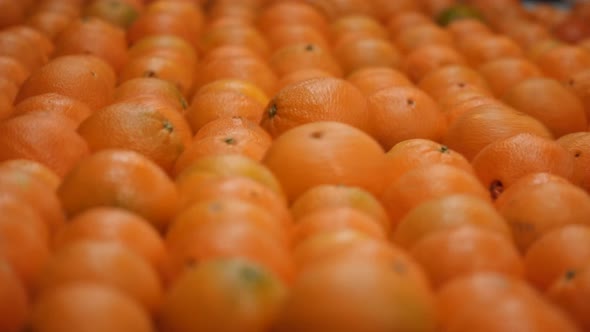 Freshly harvested oranges on a conveyor belt in processing plant
