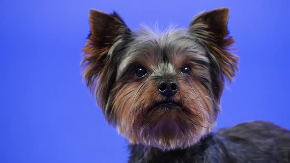 Frontal Portrait of a Yorkshire Terrier on a Blue Background in the Studio alt