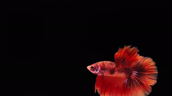 red color Siamese fighting fish alt