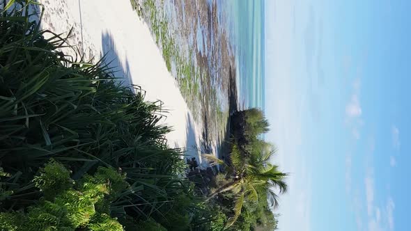 Zanzibar Tanzania  Coast of Island Covered with Thickets Slow Motion alt