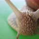 Garden Snail 2 - VideoHive Item for Sale