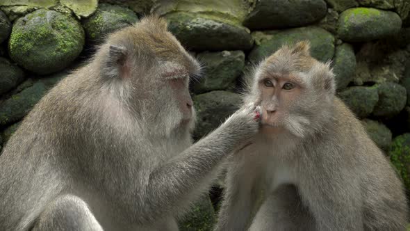 Macaques Resting and Grooming in a Park