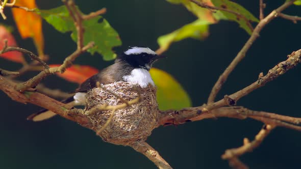 White-browed fantail flycatcher in Sri Lanka alt