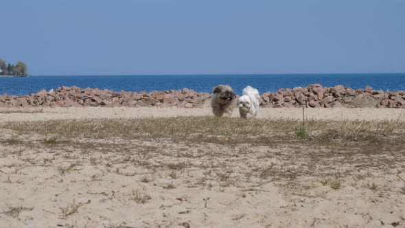 Furry Shih Tzu Dogs with Collars Run Along Sandy Meadow alt