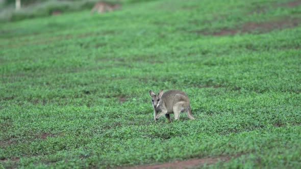 Little Wallaby in Mission Beach alt