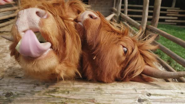 Hand-feeding Scottish Cows in the Paddock alt