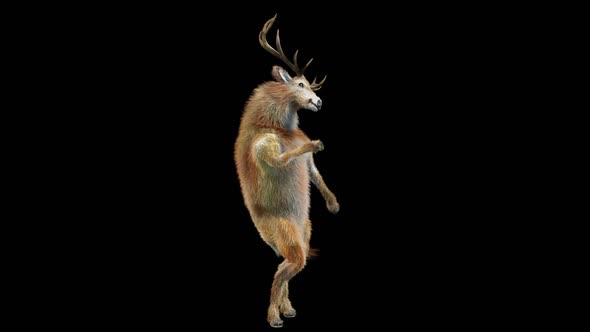 41 Deer Dancing HD alt