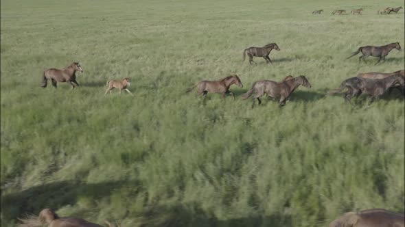 Wild Horses Running Wild Mustangs Run on the Green Grass alt