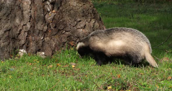 European Badger, meles meles, Adult walking on Grass, Normandy in France, Slow motion 4K alt