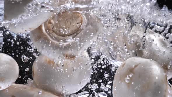 Champignons Mushrooms Slowly Falls in Water