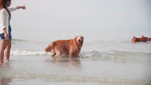 Woman enjoying with her dogs on the beach. Recreation on the beach. Golden retriever dog