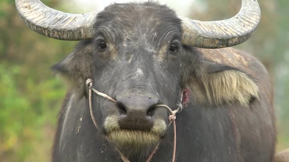Water Buffalo - Slow Motion,Close-up,Front View