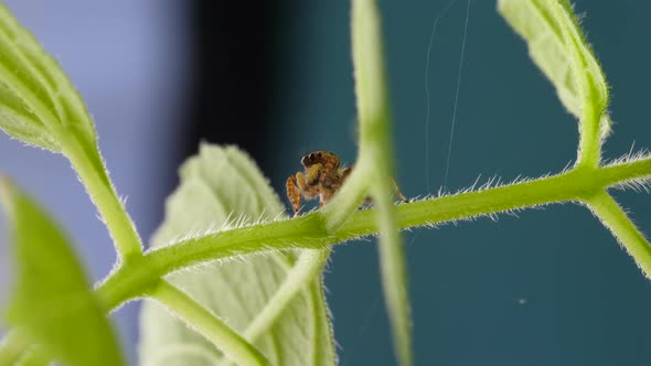 Cute Red Jumping Spider Staying And Looking Curious on Green Plant with Leafs alt