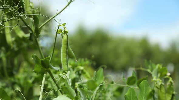 The Green Peas in the Vegetable Garden Agricultural Field with Ripe Peas