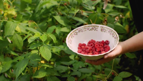 The Girl Collects Raspberries From the Bushes in a Deep Dish alt