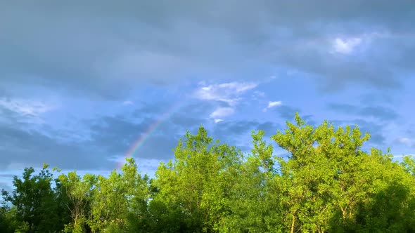 Colrful Rainbow Curve Under Summer Forest Trees