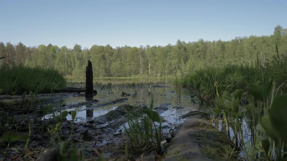 The Camera Flies Low Over the Wetlands Towards a Clean Lake. . Camera Flying Over Overgrown with alt
