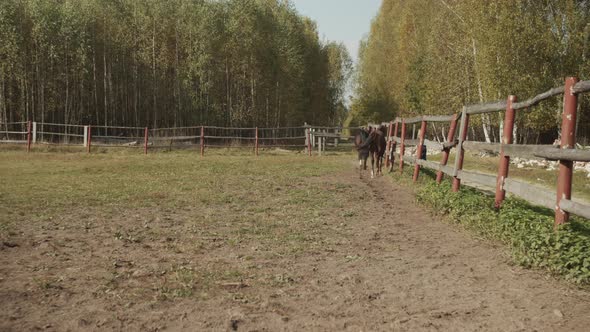 On a Sunny Autumn Day, a Chestnut Horse and Its Owner, a Girl, Walk Along the Fence of the Paddock. alt