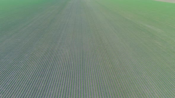 4K, UHD aerial clip of a crops field in rural area, agricultural concept.