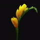 Time-lapse of dying yellow freesia flower  - VideoHive Item for Sale