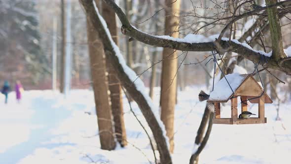 Hungry Birds Eat Food From Hanging Feeder on Sunny Winter Day in Park