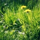Summer Meadow - VideoHive Item for Sale