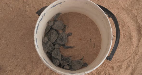 Newborn Green Turtles Crawling in a Plastic Bucket. The Olive Ridley Sea Turtle - Lepidochelys