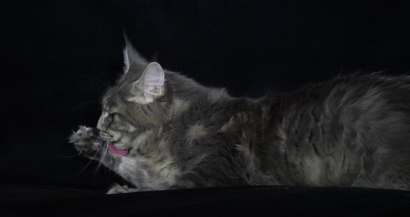 Blue Blotched Tabby Maine Coon Domestic Cat, Female laying against Black Background, Licking alt