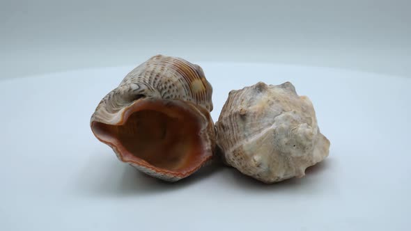 Rapana sea shells on a white background