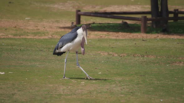 Marabou Stork walking a grassy field