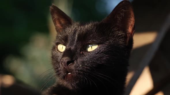 Black Cat is Looking to Direct Sunlight Without Blinking Its Eyes